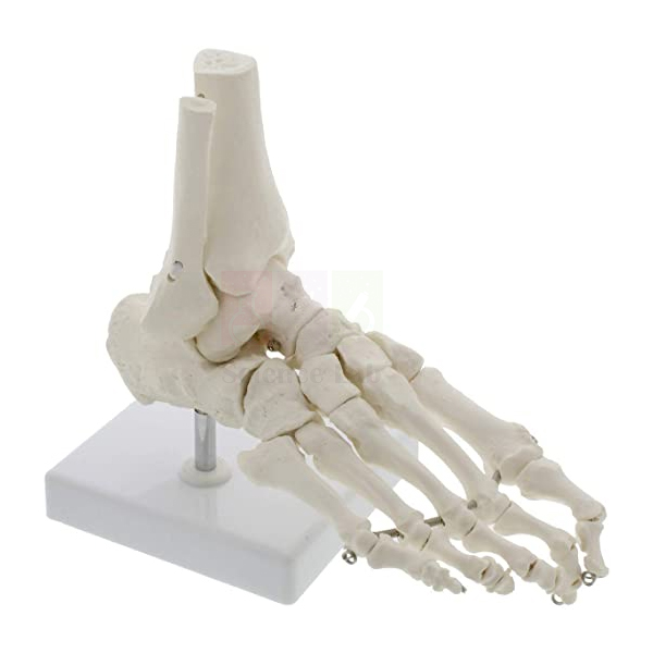 Human Skeletal Foot Model